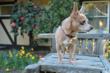 Peanut benchwarms in the eight acres of gardens at Napa Valley's Harvest Inn.